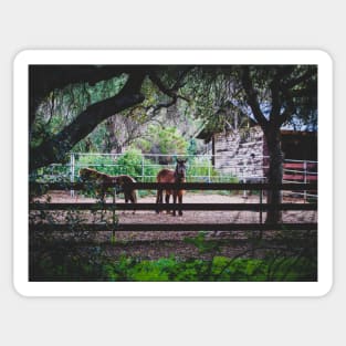 Photo of Horse in Stable Early Morning in California Ranch V1 Sticker